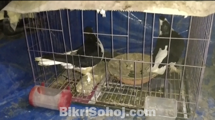 বিভিন্ন জাতের কবুতর
